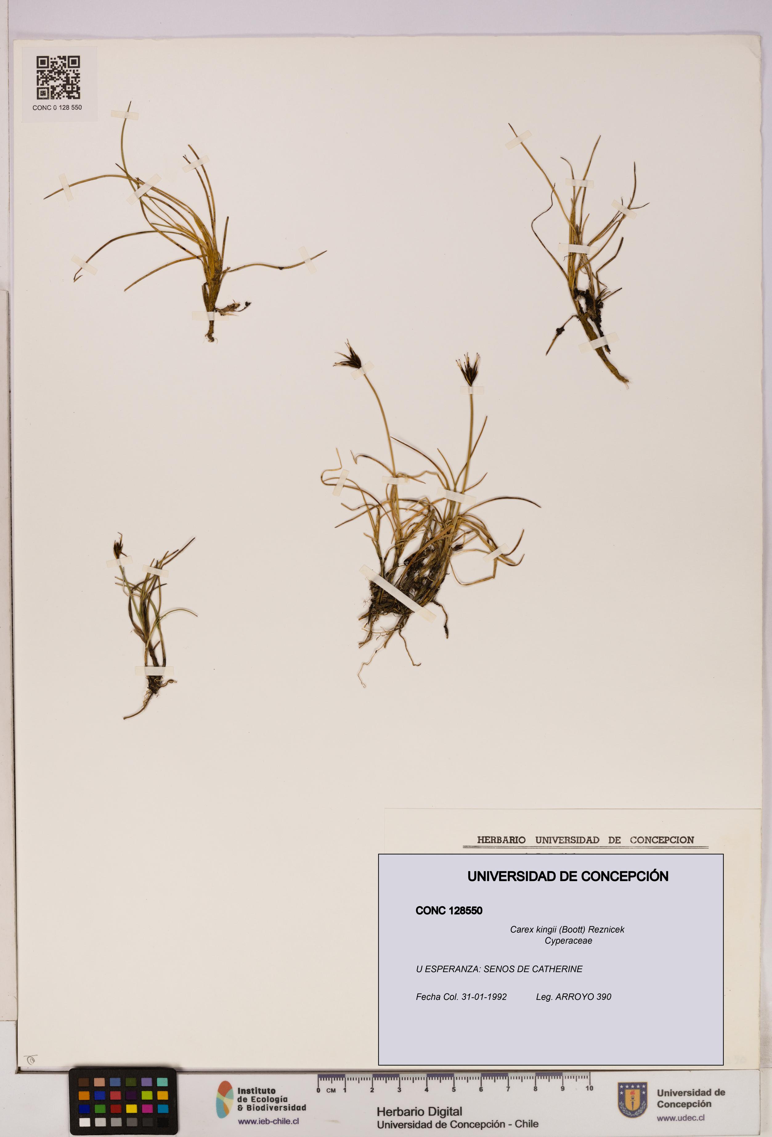 Carex kingii [Espécimen: UDEC:CONC:0128550]