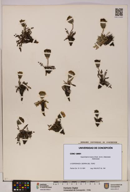 Hypochaeris incana [Espécimen: UDEC:CONC:0128551]