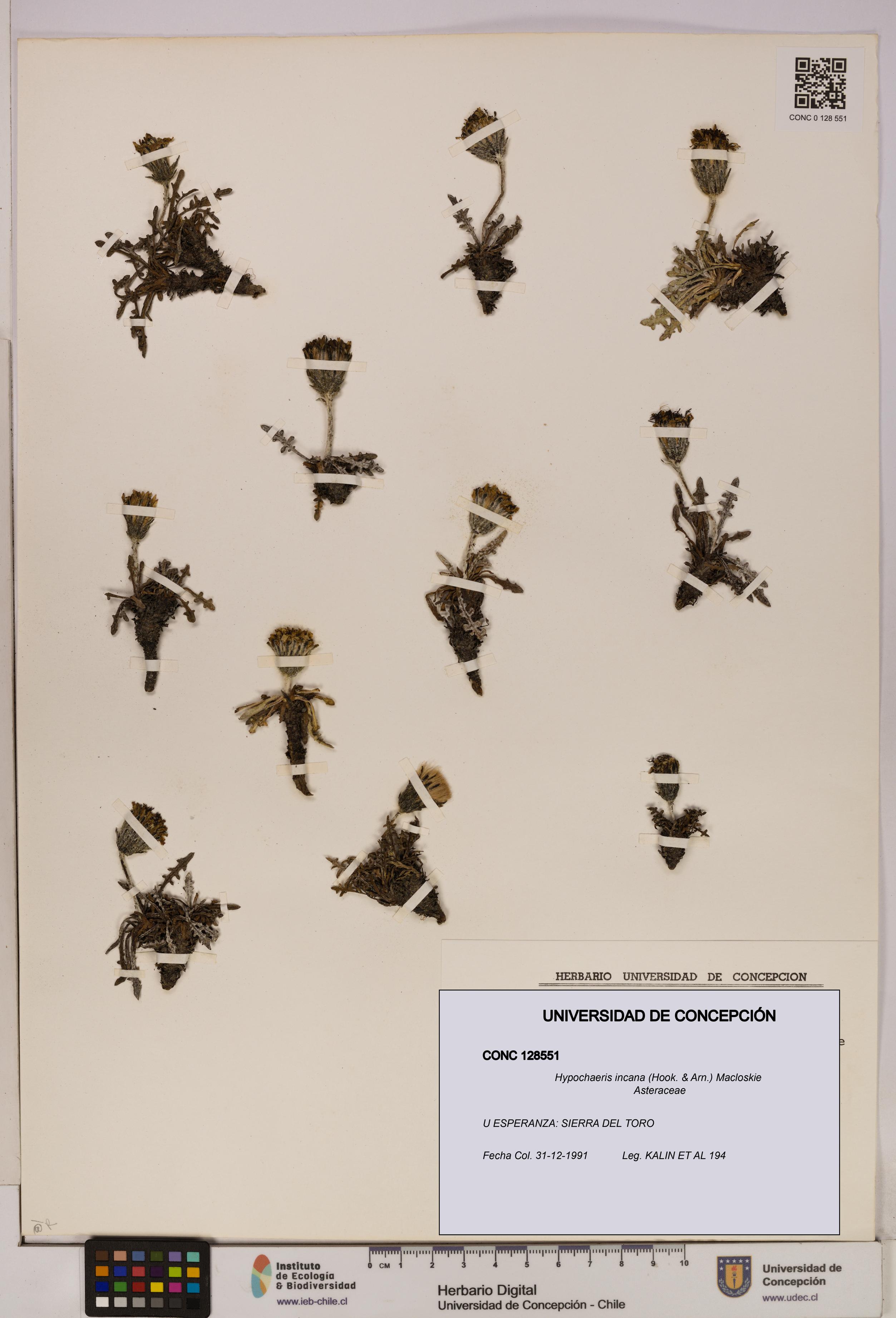 Hypochaeris incana [Espécimen: UDEC:CONC:0128551]