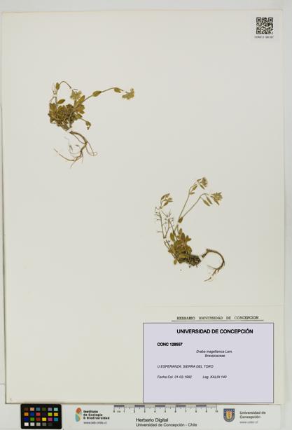 Draba magellanica [Espécimen: UDEC:CONC:0128557]