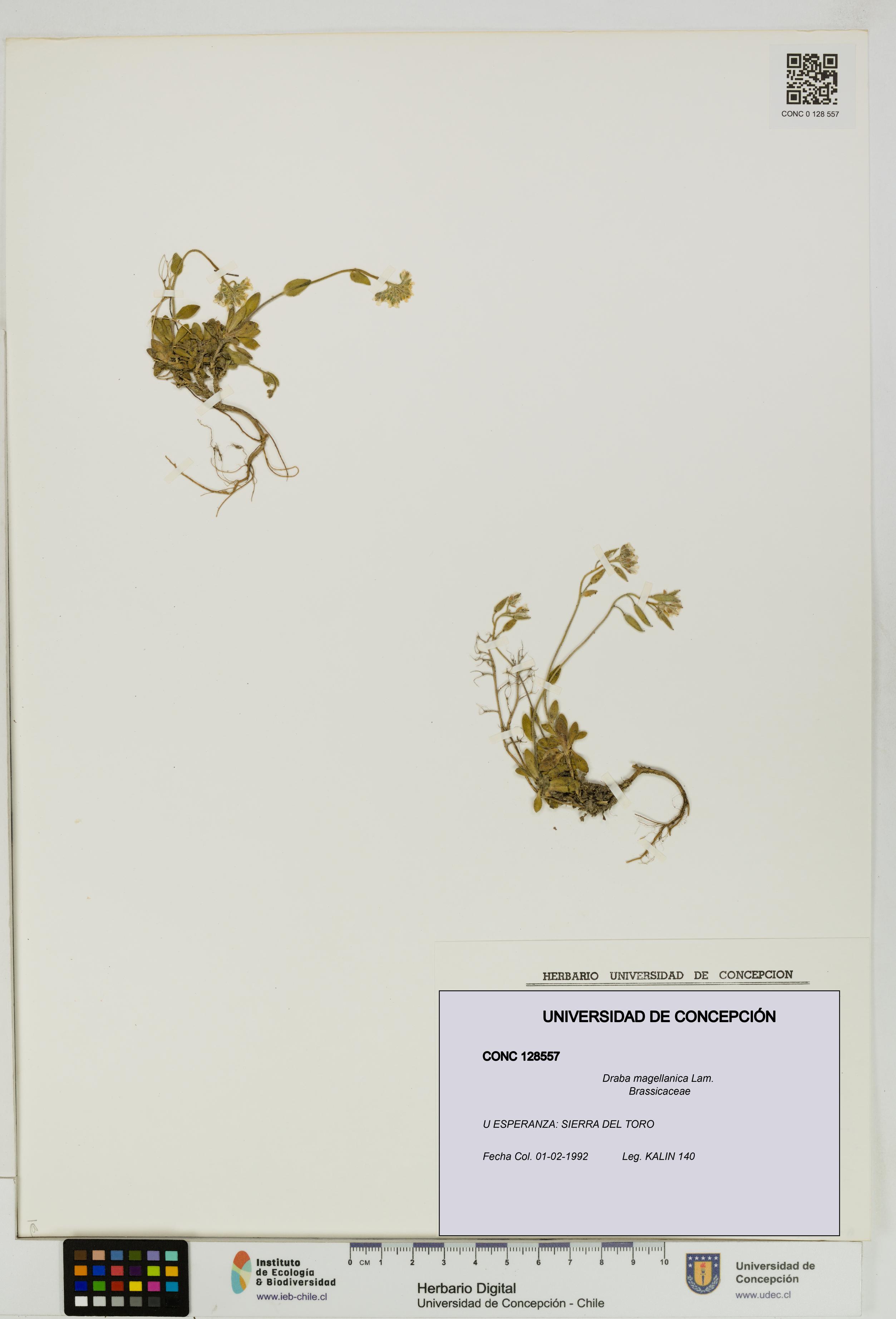 Draba magellanica [Espécimen: UDEC:CONC:0128557]