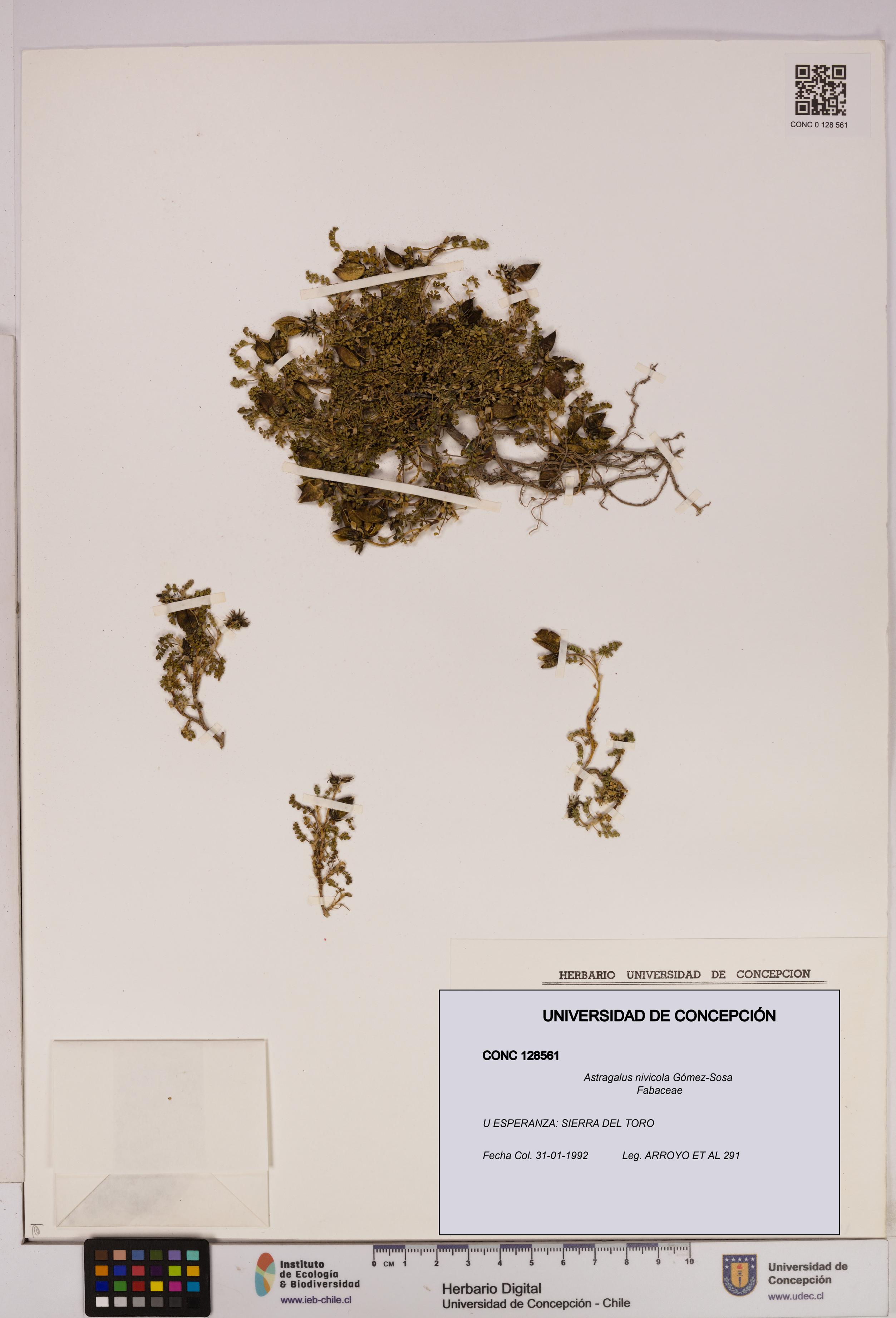 Astragalus nivicola [Espécimen: UDEC:CONC:0128561]