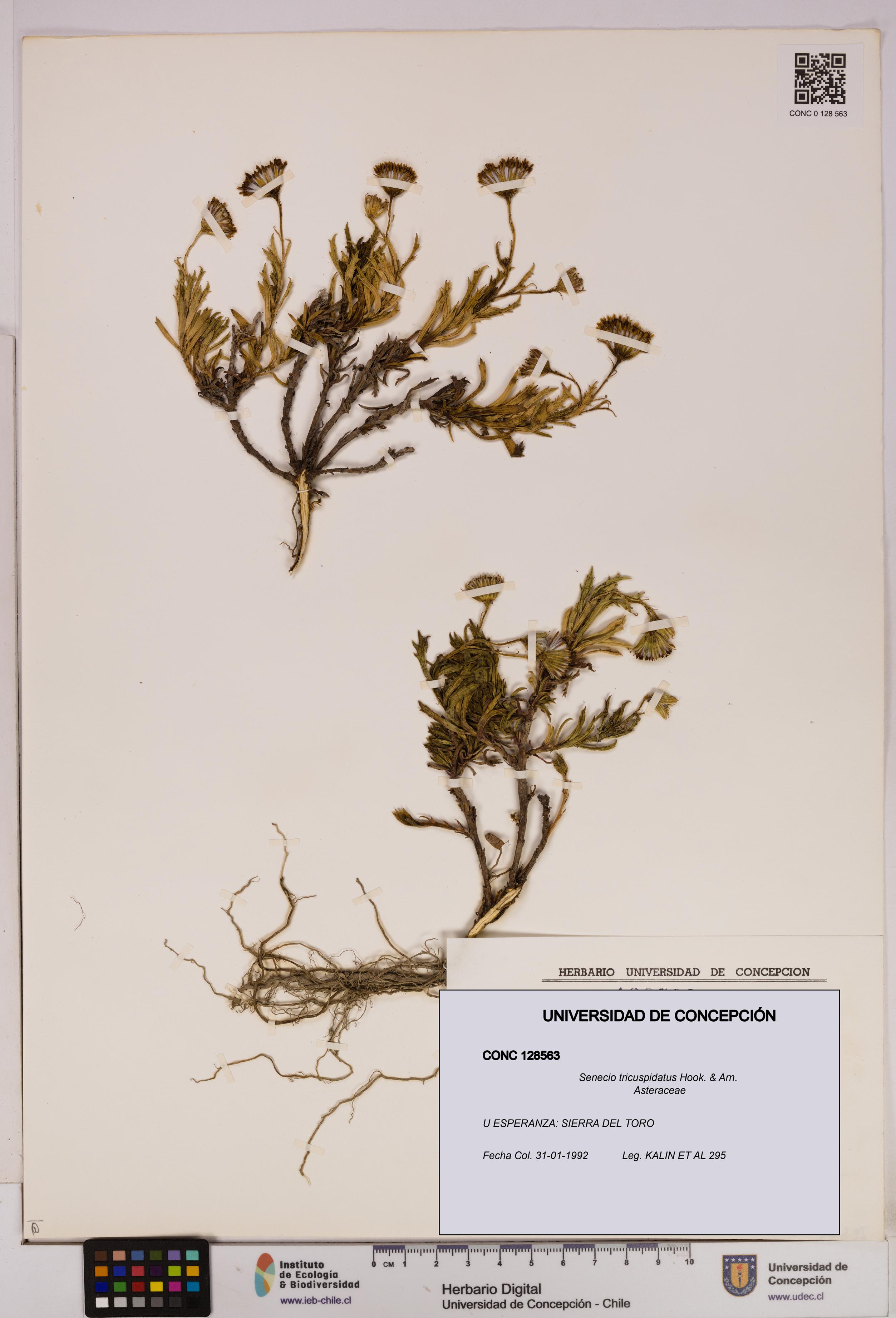 Senecio tricuspidatus [Espécimen: UDEC:CONC:0128563]