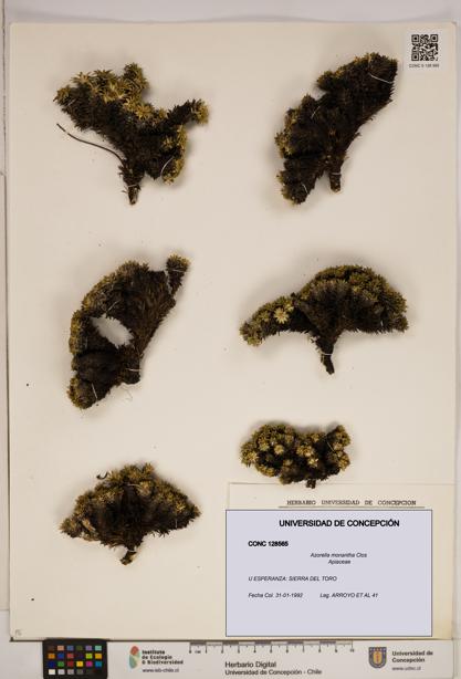 Azorella monantha [Espécimen: ]