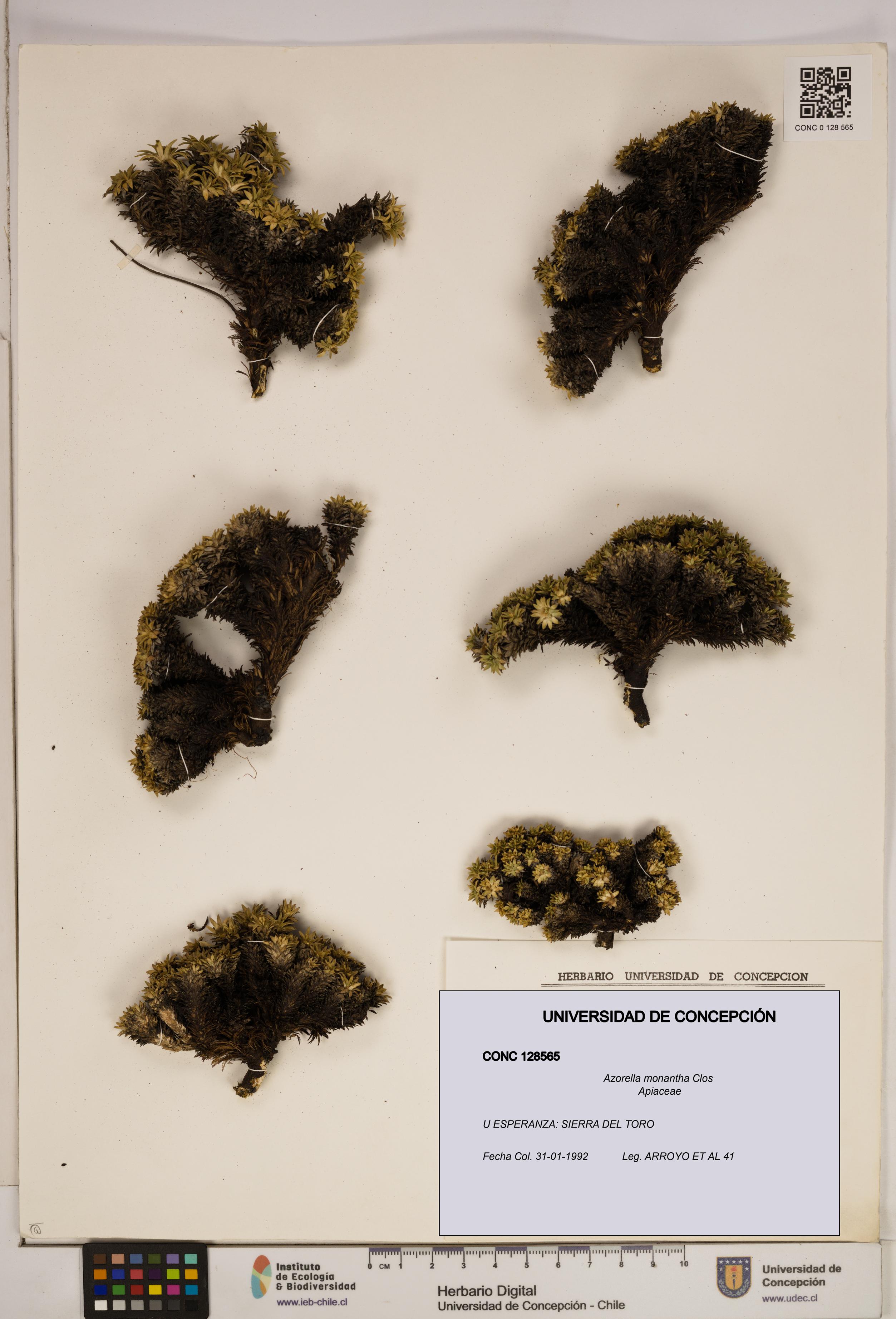 Azorella monantha [Espécimen: ]