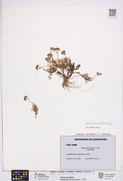 Senecio leucomallus [Espécimen: ]