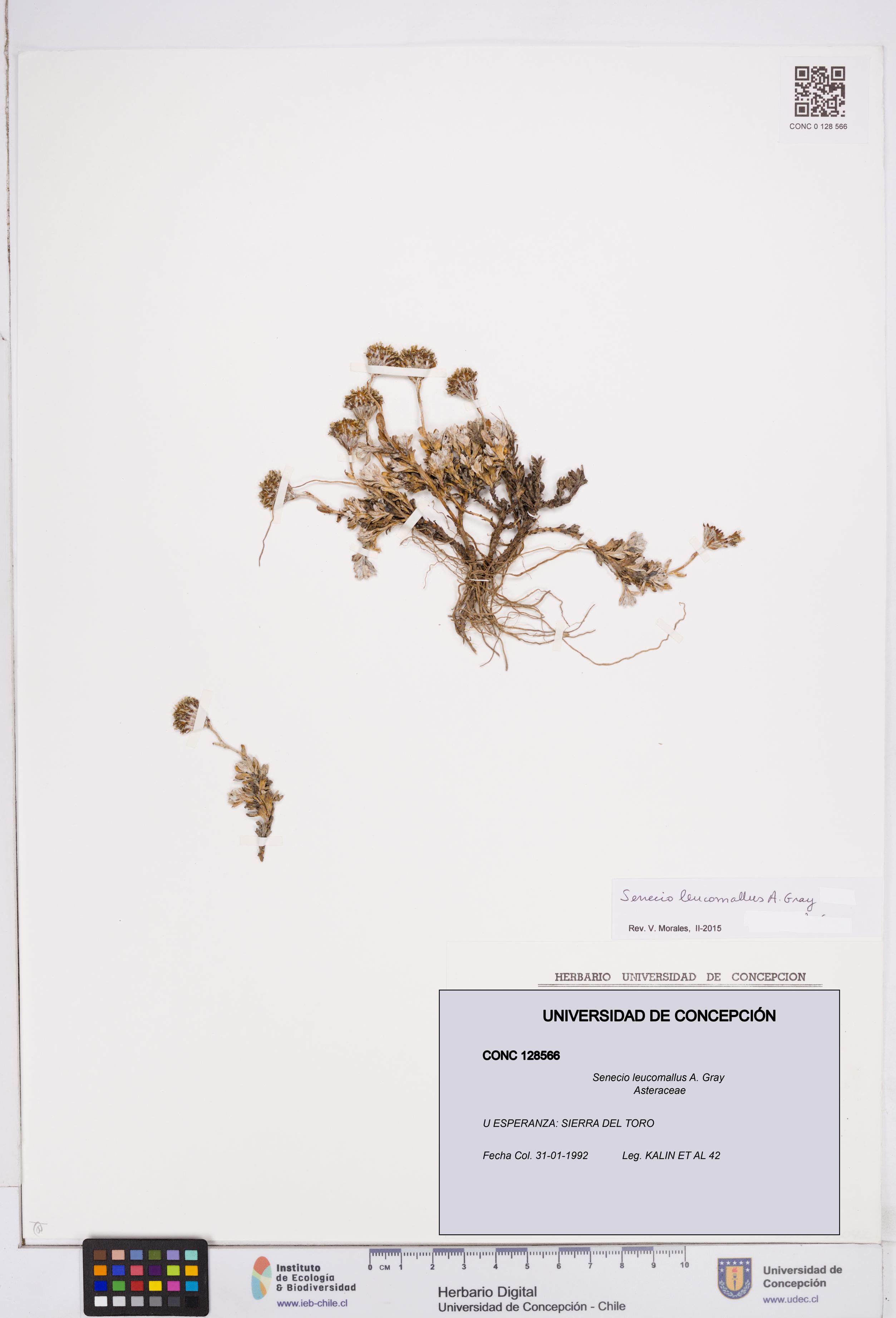 Senecio leucomallus [Espécimen: ]