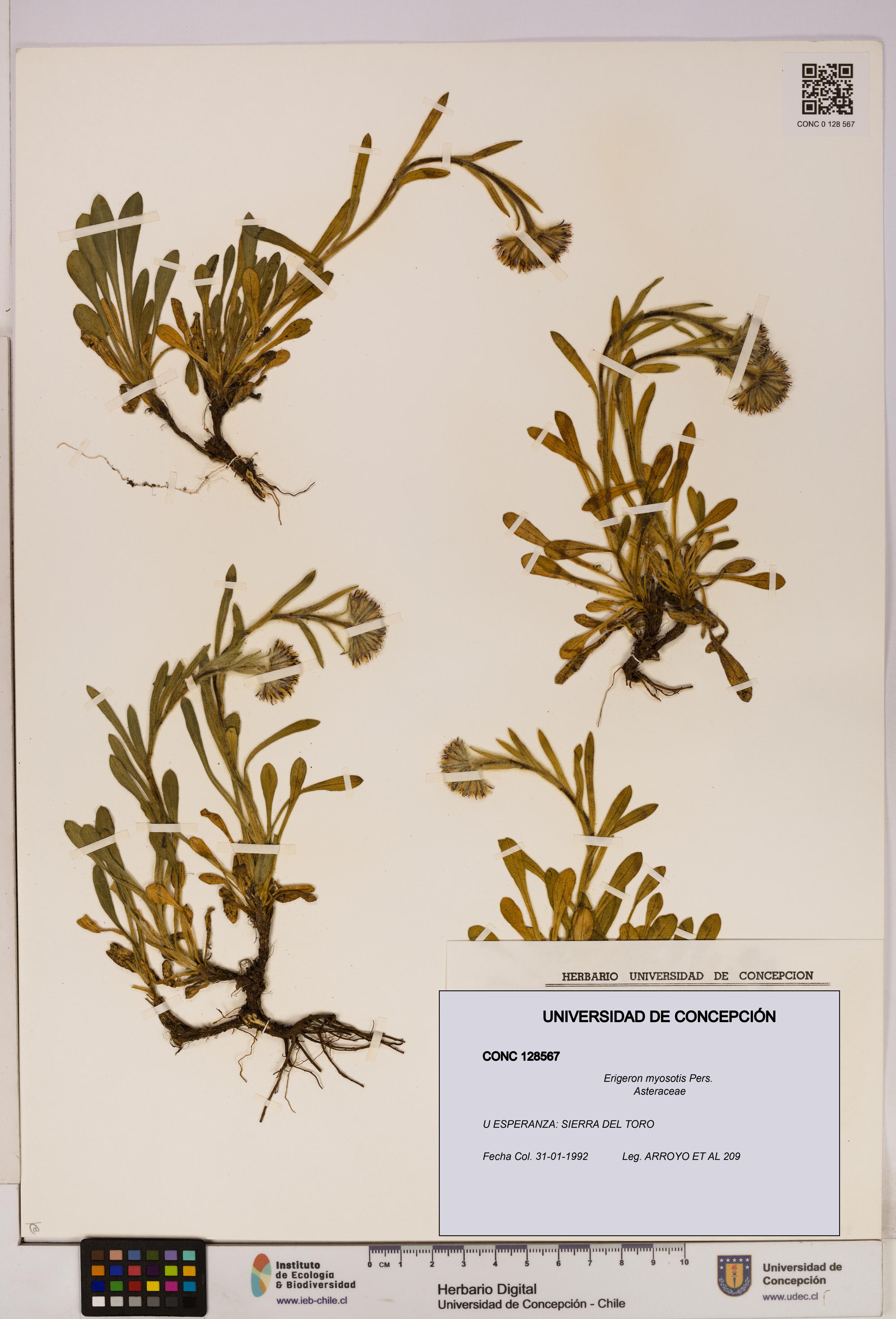 Erigeron myosotis [Espécimen: UDEC:CONC:0128567]