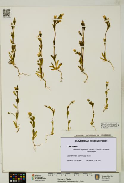 Gentianella magellanica [Espécimen: UDEC:CONC:0128568]