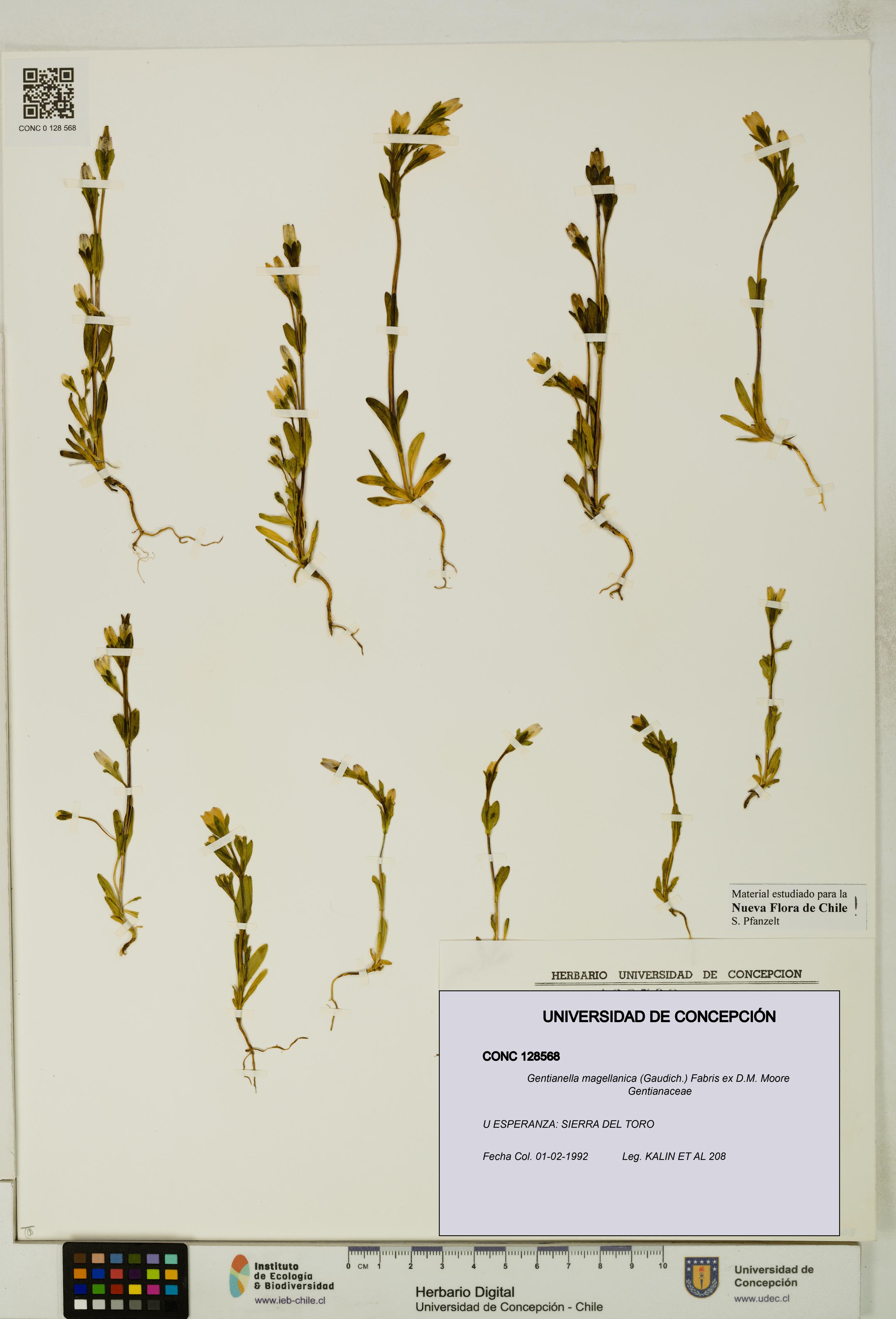 Gentianella magellanica [Espécimen: UDEC:CONC:0128568]