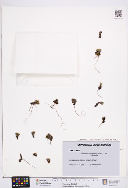 Abrotanella emarginata [Espécimen: ]