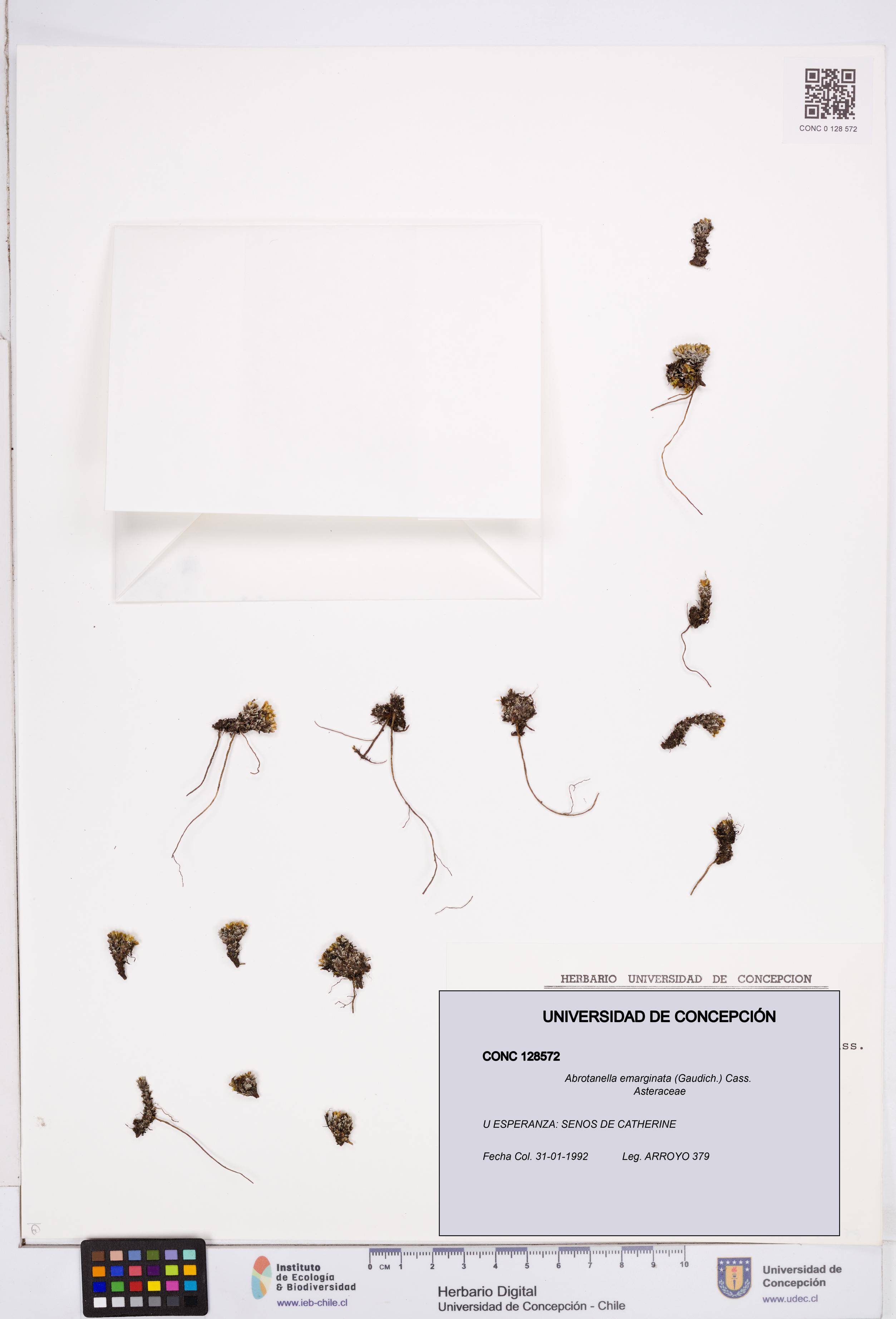 Abrotanella emarginata [Espécimen: ]