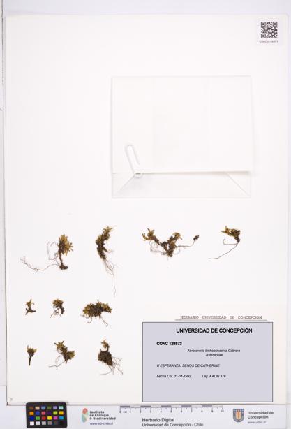Abrotanella trichoachaenia [Espécimen: ]