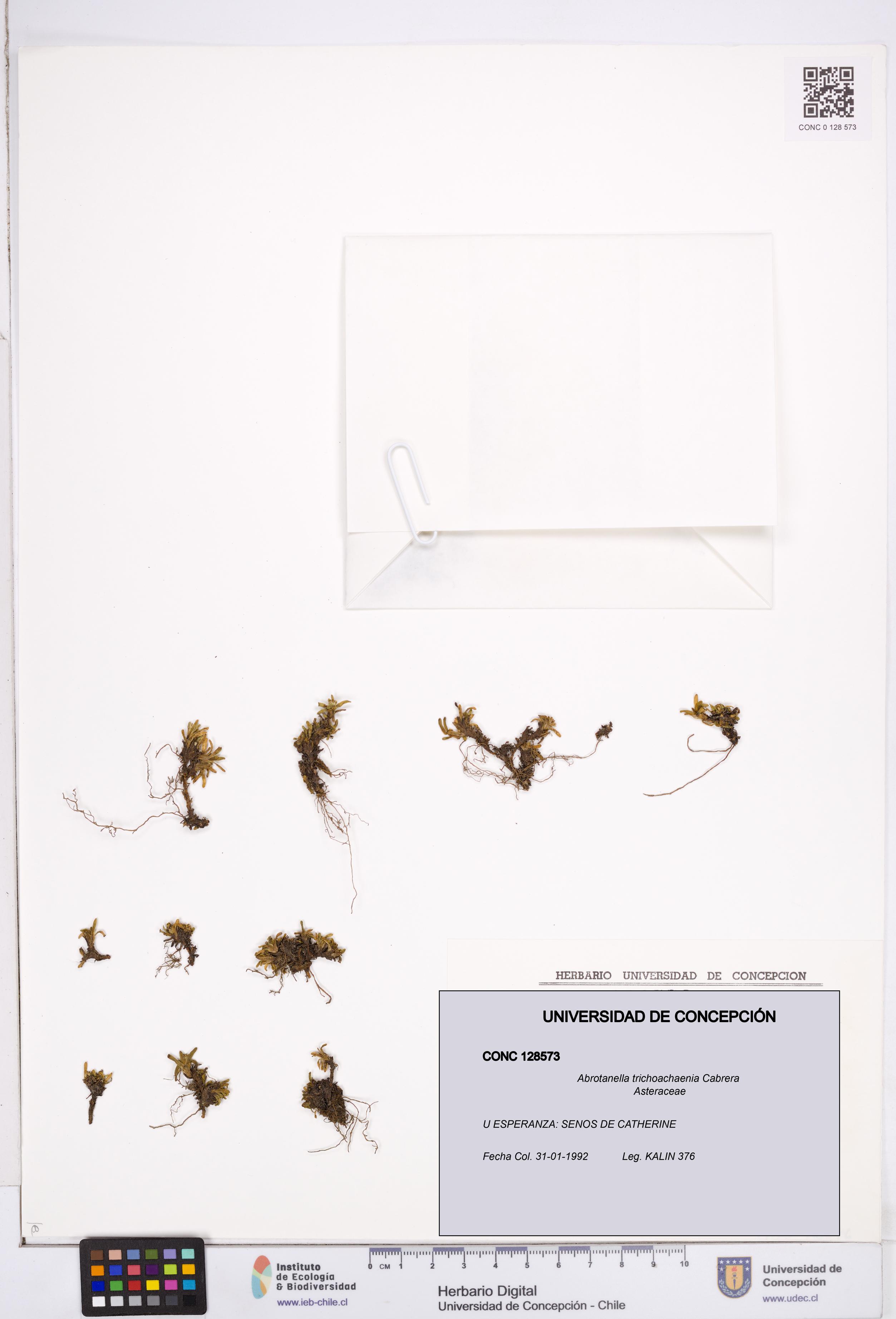 Abrotanella trichoachaenia [Espécimen: ]