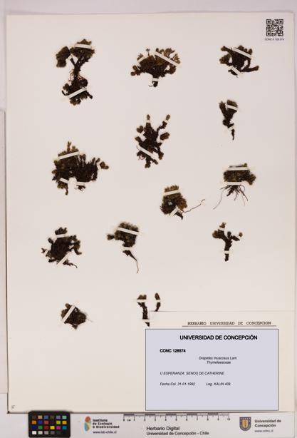 Drapetes muscosus [Espécimen: UDEC:CONC:0128574]