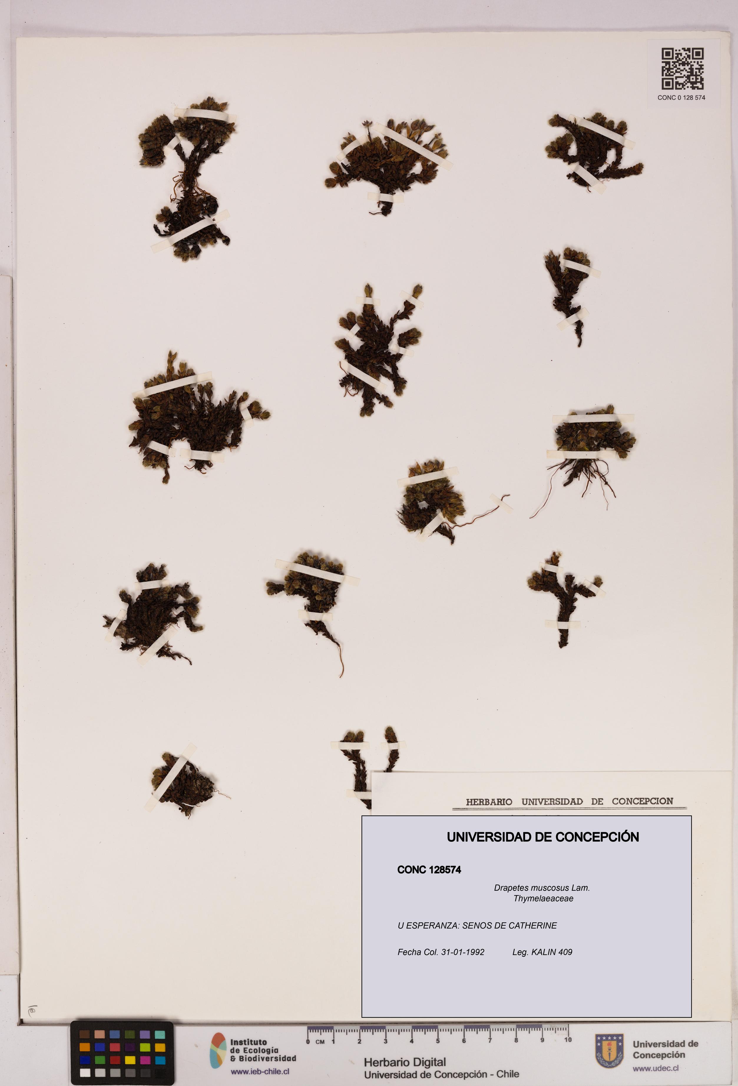 Drapetes muscosus [Espécimen: UDEC:CONC:0128574]