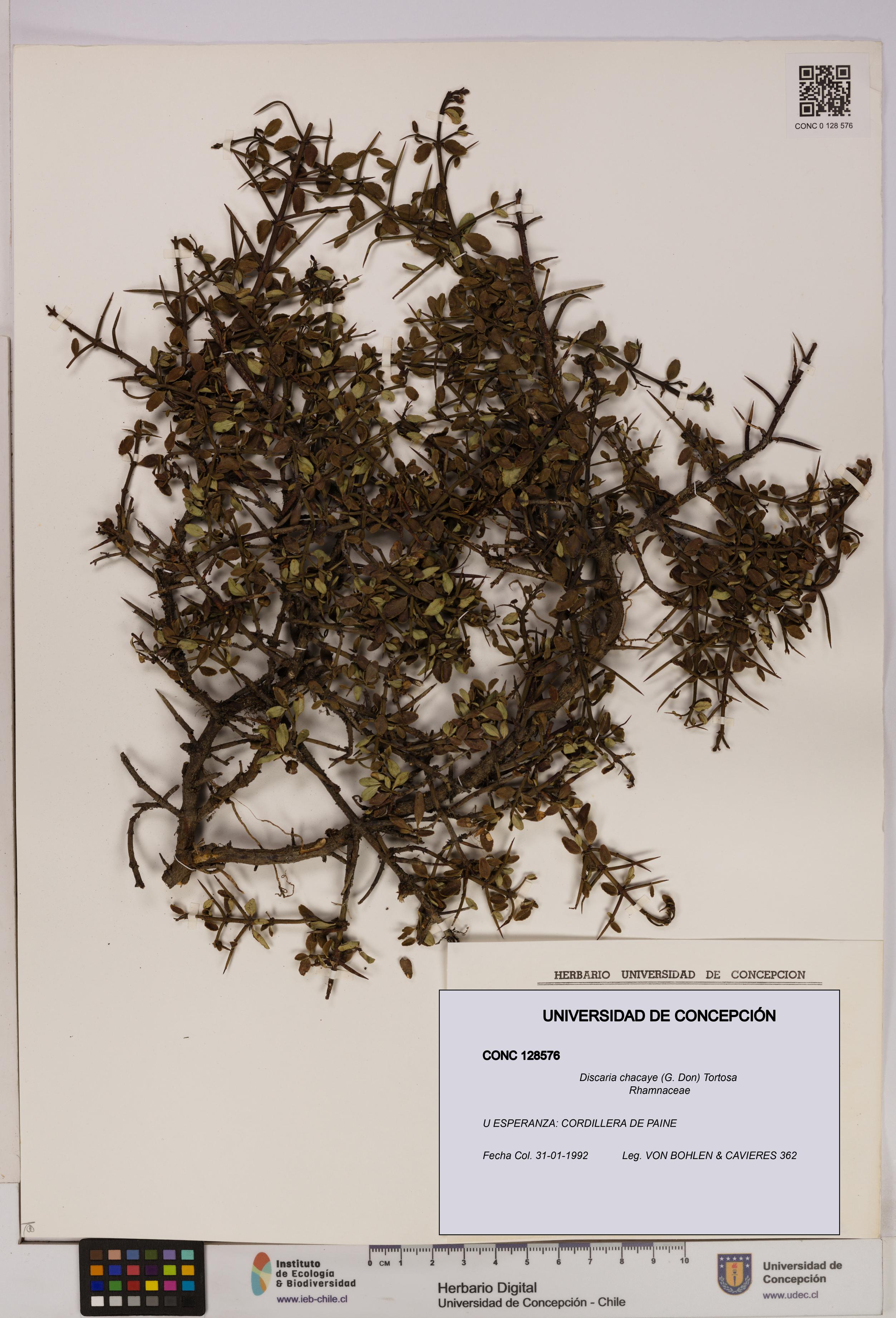 Discaria chacaye [Espécimen: UDEC:CONC:0128576]