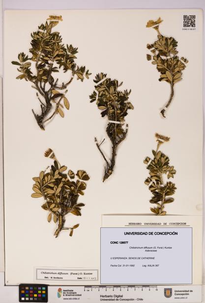 Chiliotrichum diffusum [Espécimen: UDEC:CONC:0128577]