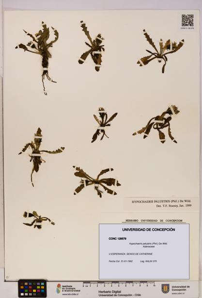 Hypochaeris palustris [Espécimen: UDEC:CONC:0128579]