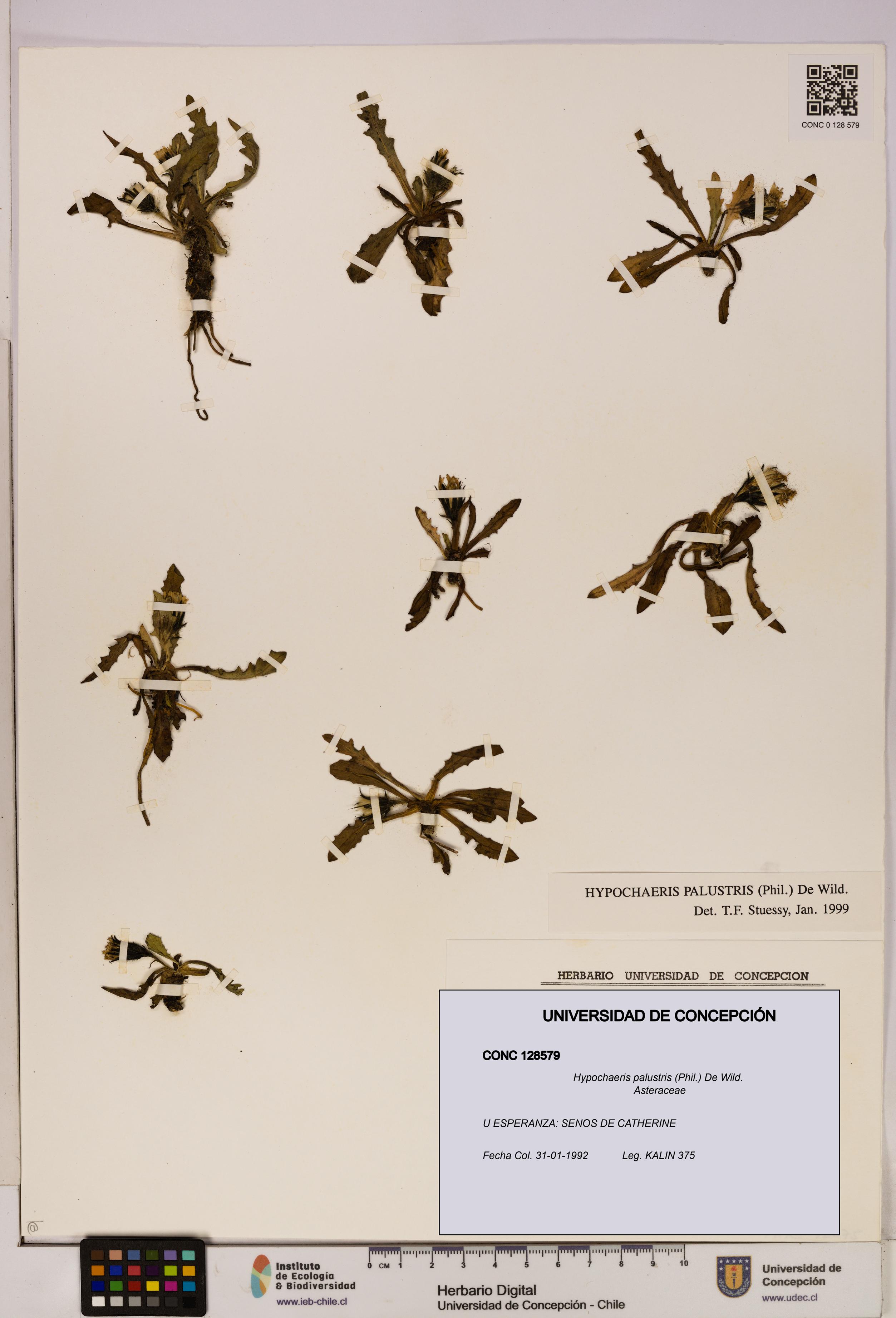 Hypochaeris palustris [Espécimen: UDEC:CONC:0128579]