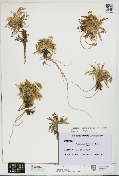 Perezia pilifera [Espécimen: UDEC:CONC:0128585]