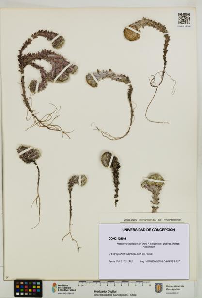 Nassauvia lagascae var. globosa [Espécimen: UDEC:CONC:0128588]