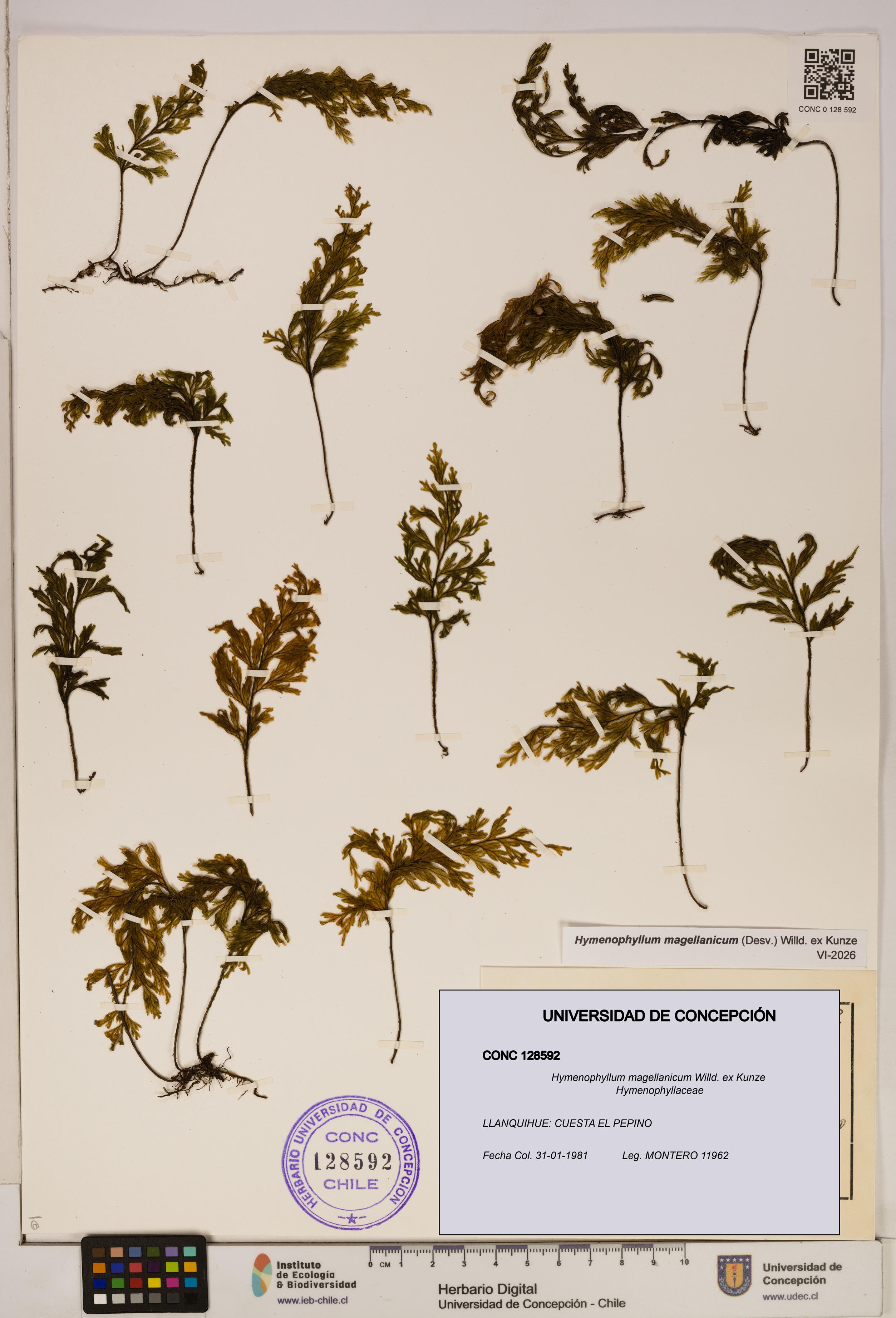 Hymenophyllum magellanicum [Espécimen: ]