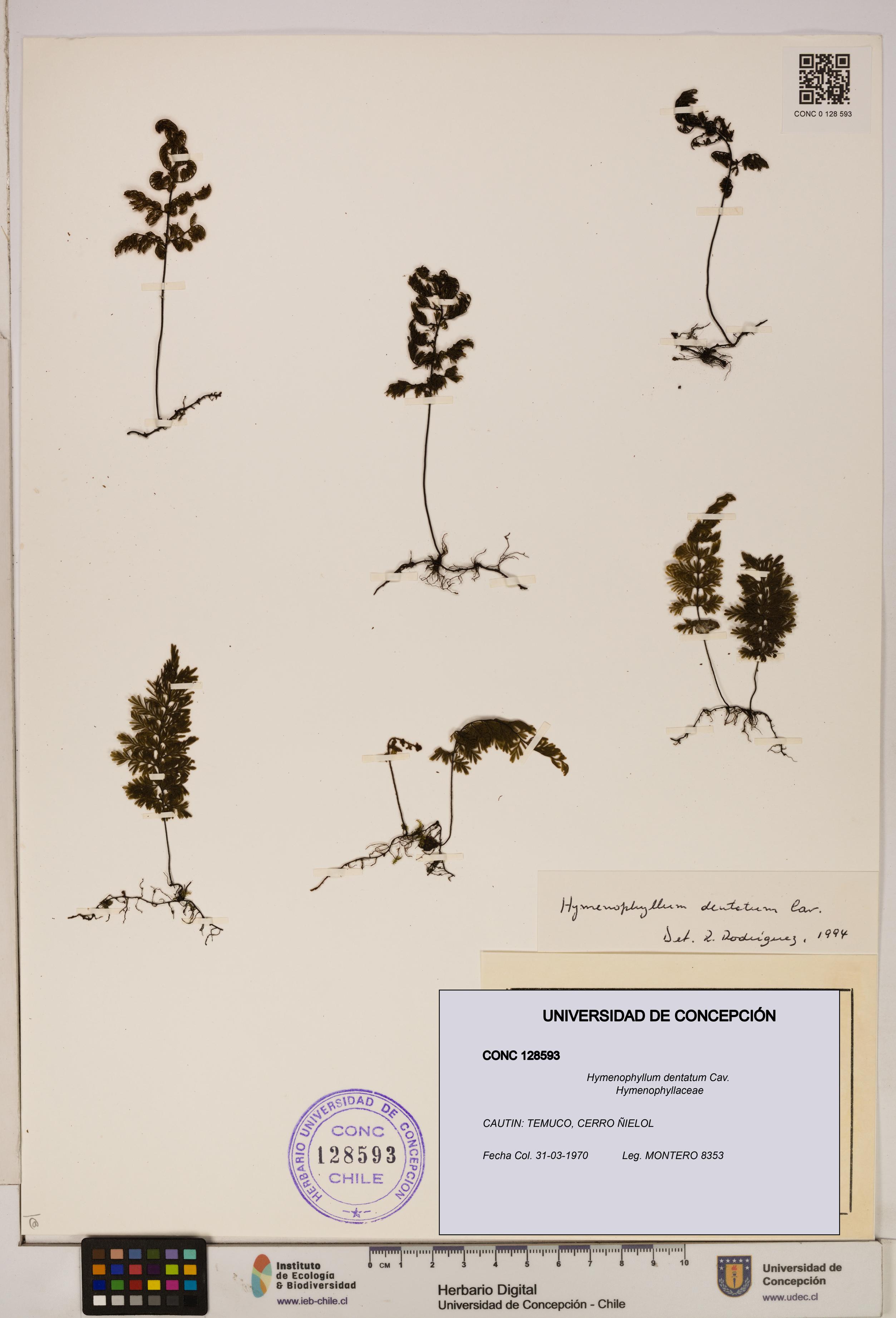 Hymenophyllum dentatum [Espécimen: UDEC:CONC:0128593]