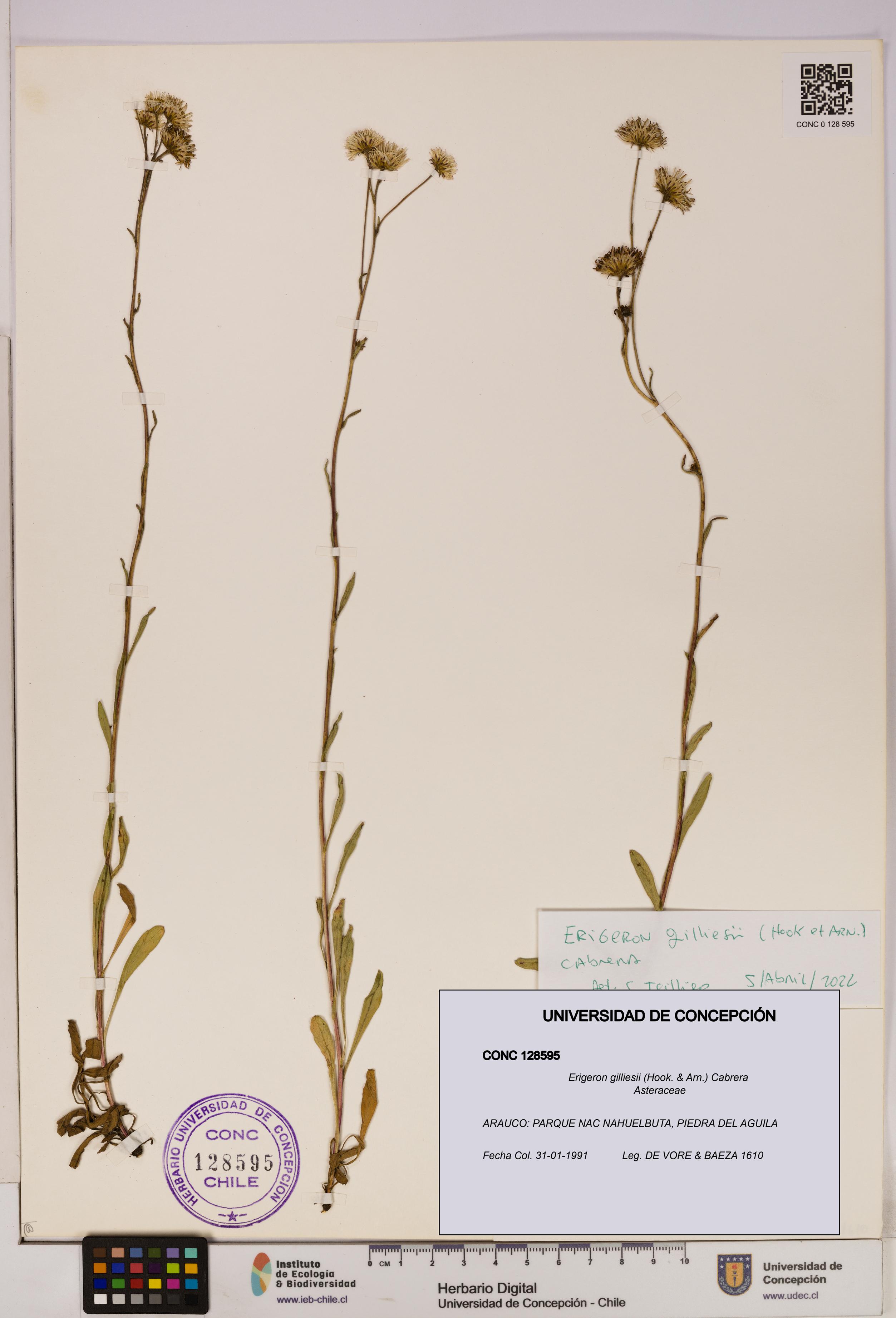 Erigeron gilliesii [Espécimen: UDEC:CONC:0128595]