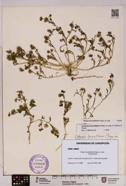 Boopis leucanthema [Espécimen: UDEC:CONC:0128603]