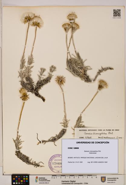 Senecio chionophilus [Espécimen: UDEC:CONC:0128608]