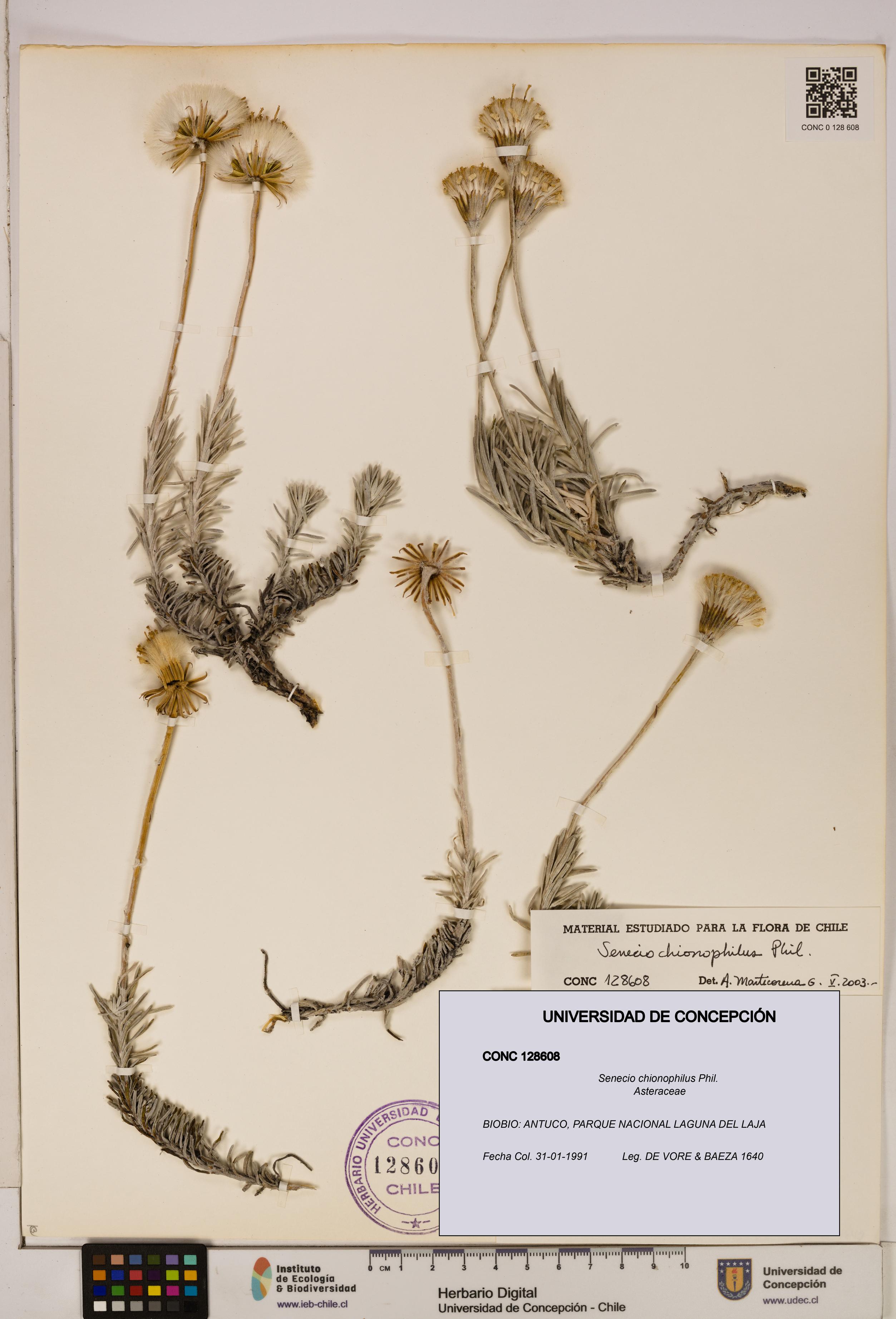 Senecio chionophilus [Espécimen: UDEC:CONC:0128608]