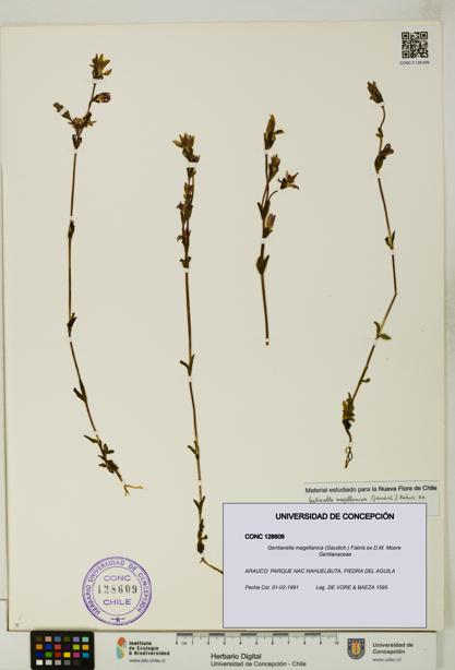 Gentianella magellanica [Espécimen: UDEC:CONC:0128609]