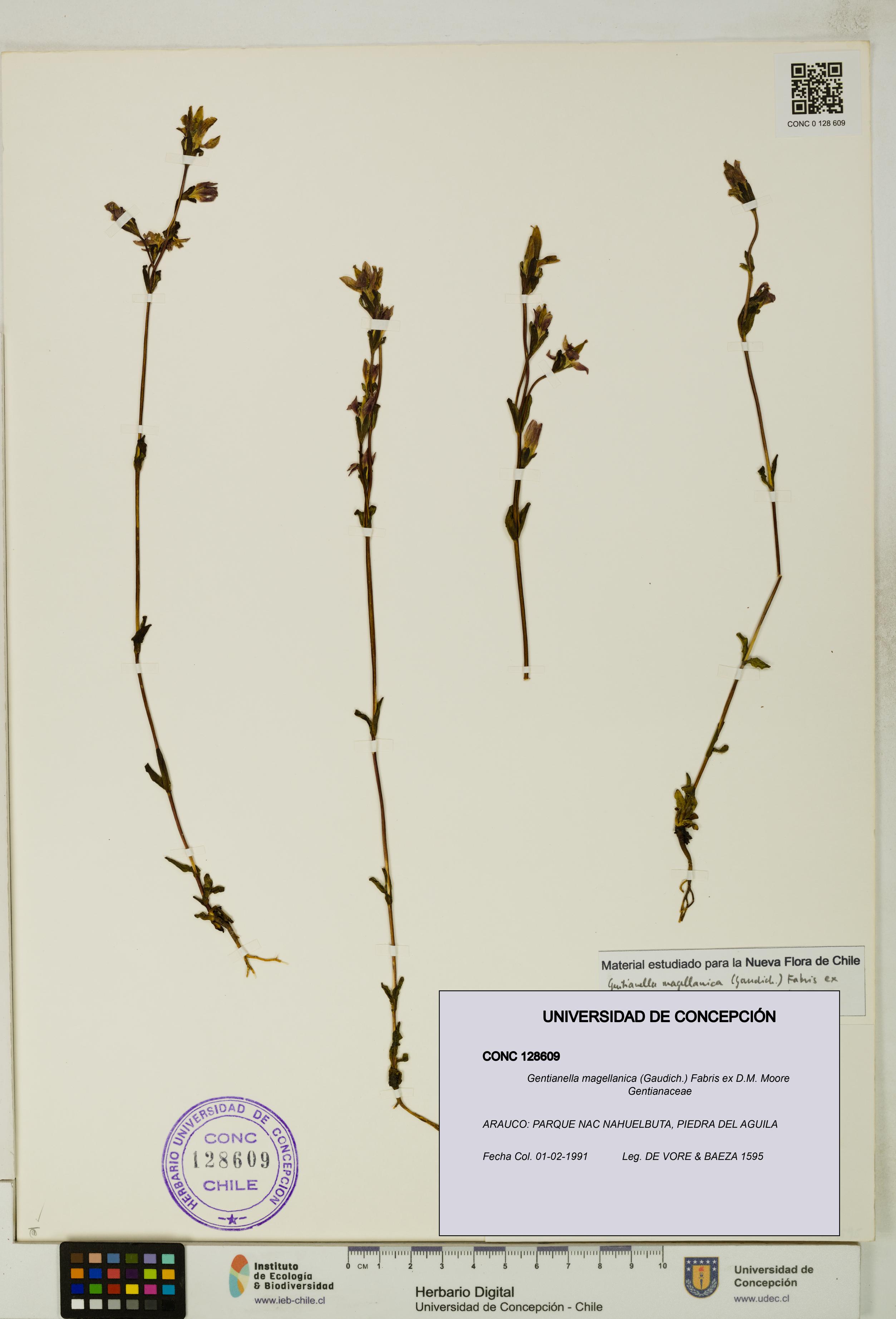 Gentianella magellanica [Espécimen: UDEC:CONC:0128609]