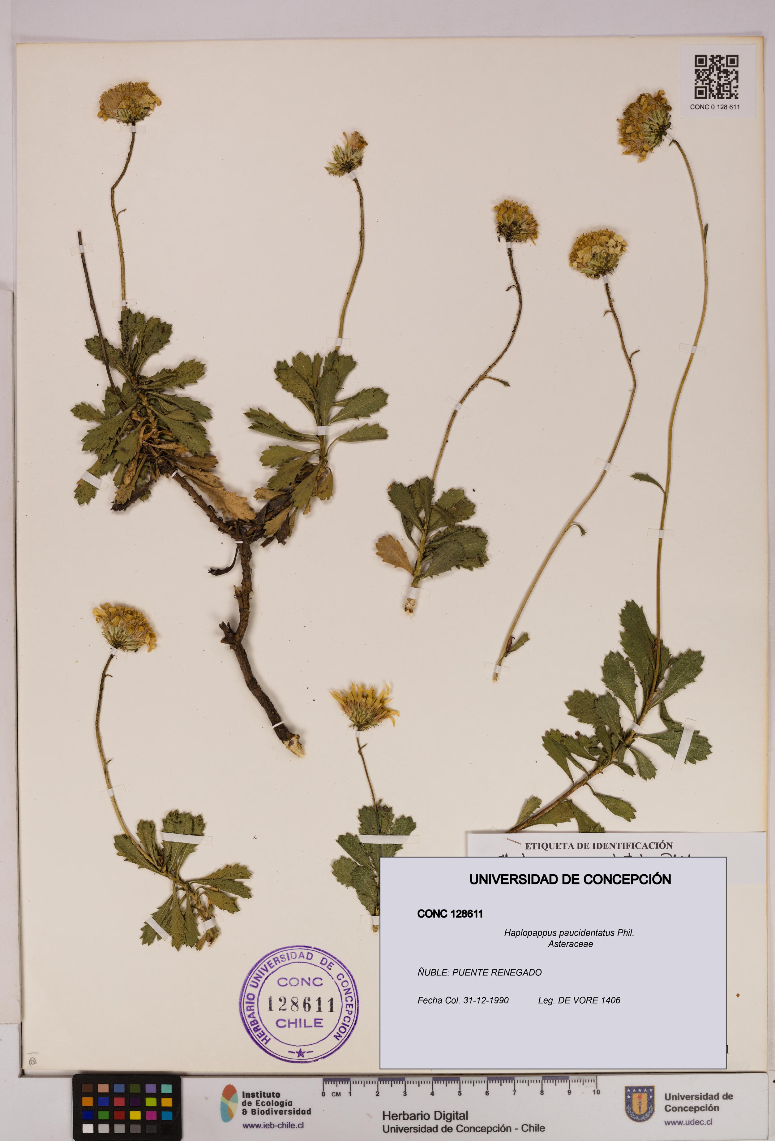 Haplopappus paucidentatus [Espécimen: UDEC:CONC:0128611]