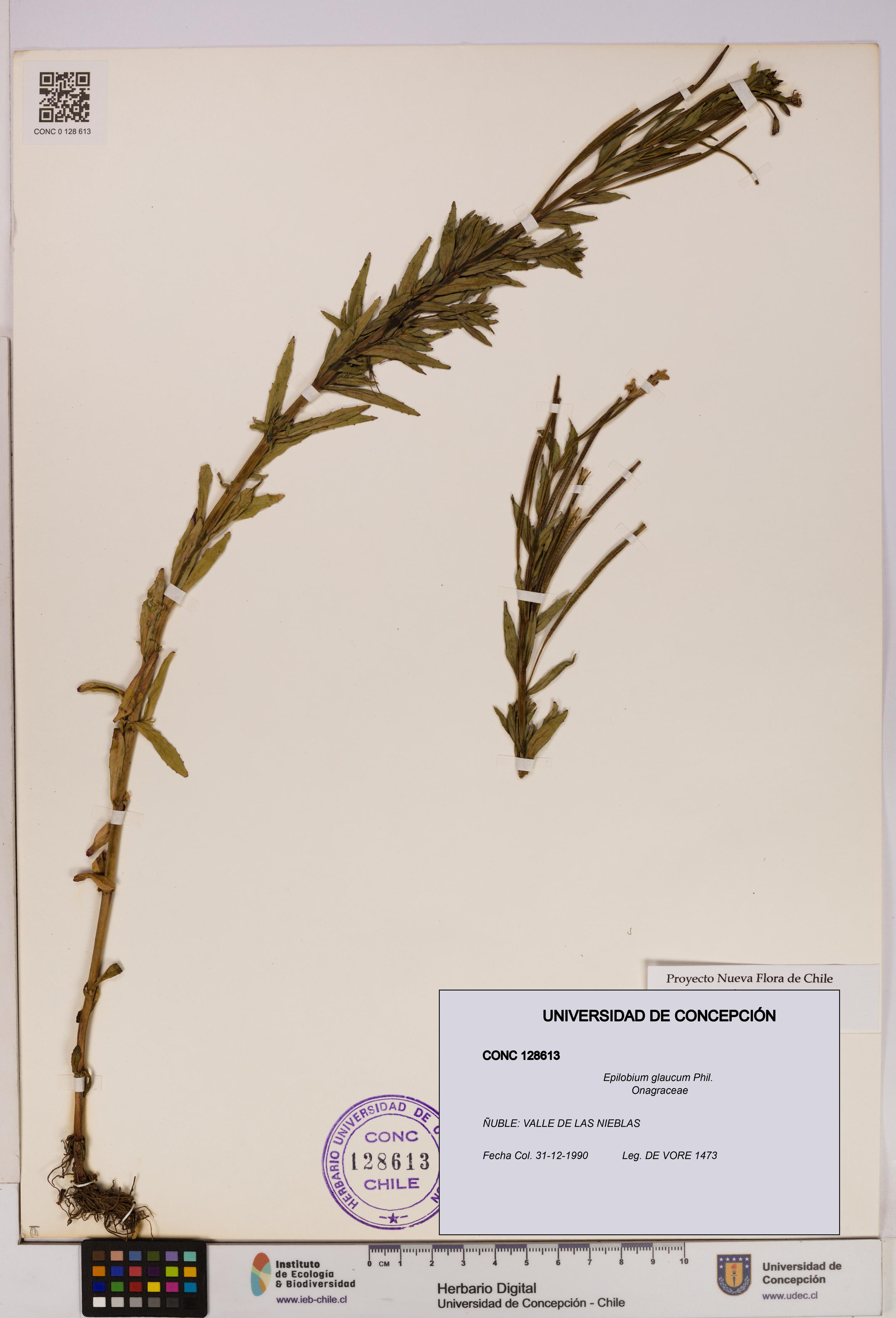 Epilobium glaucum [Espécimen: UDEC:CONC:0128613]