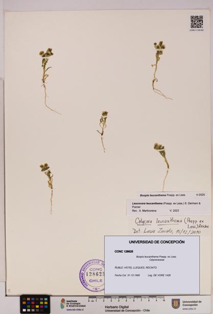 Boopis leucanthema [Espécimen: UDEC:CONC:0128625]