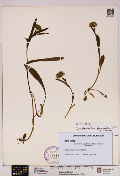 Symphyotrichum glabrifolium [Espécimen: UDEC:CONC:0128632]