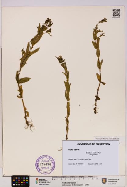 Epilobium ciliatum [Espécimen: UDEC:CONC:0128636]