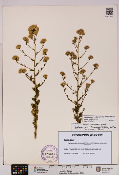 Haplopappus cerberoanus subsp. cerberoanus [Espécimen: UDEC:CONC:0128637]