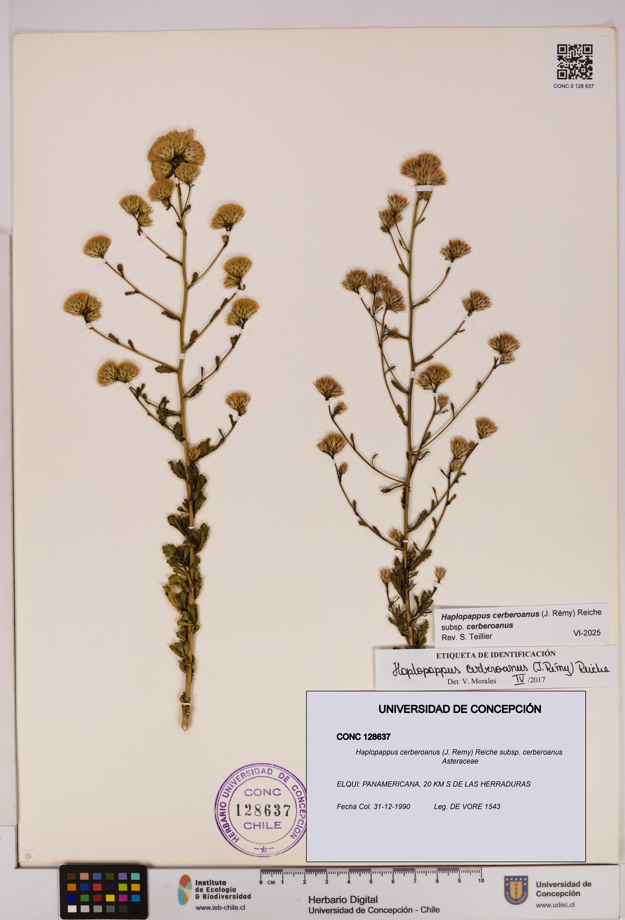 Haplopappus cerberoanus subsp. cerberoanus [Espécimen: UDEC:CONC:0128637]