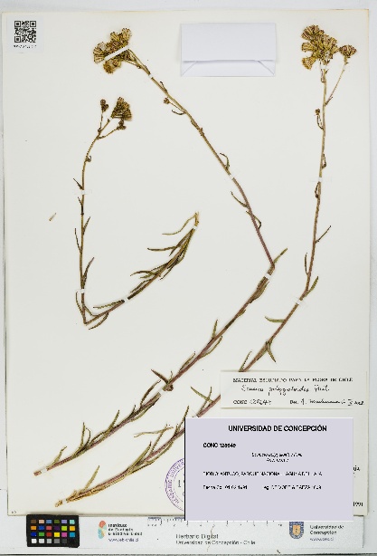Senecio polygaloides [Espécimen: UDEC:CONC:0128649]