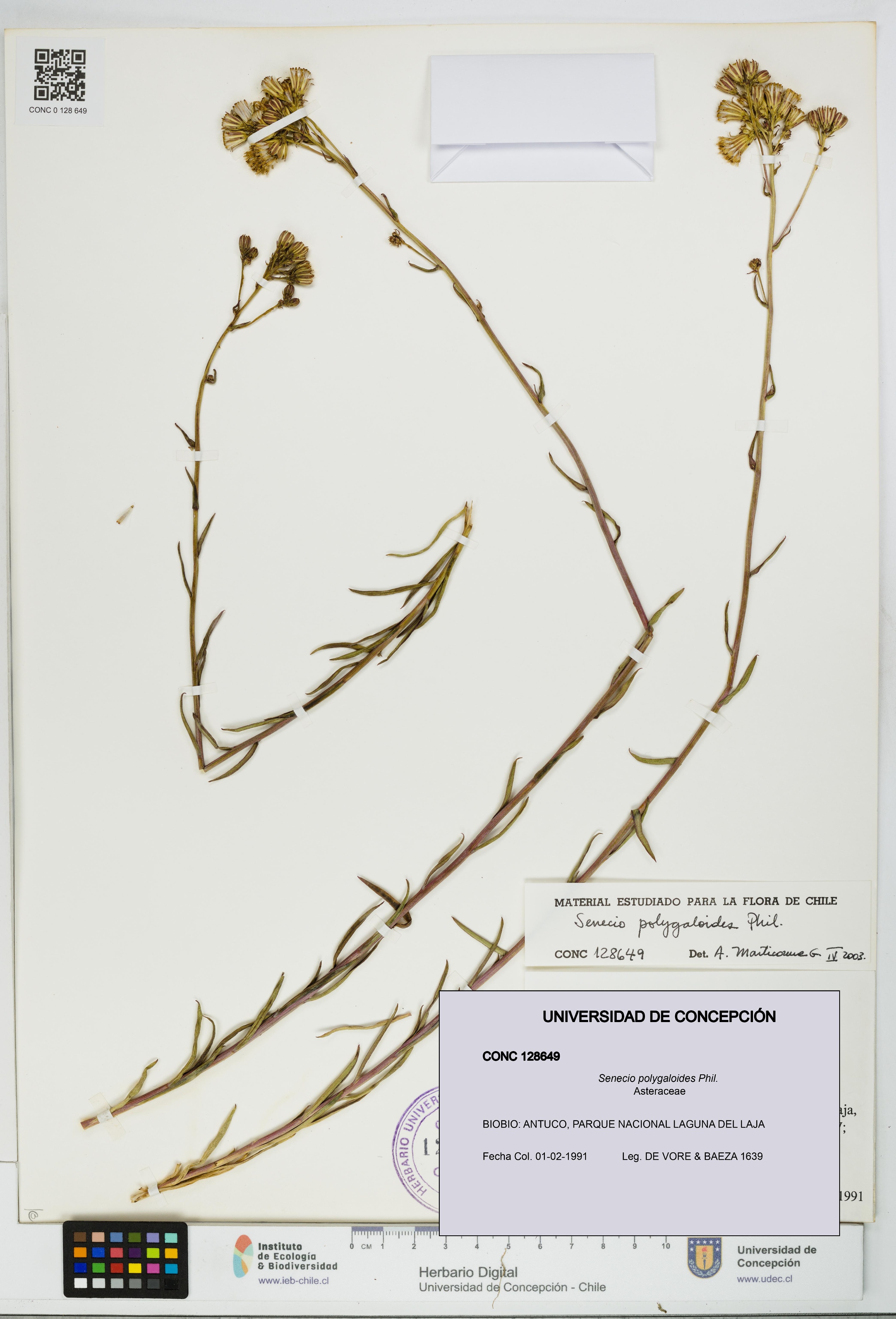 Senecio polygaloides [Espécimen: UDEC:CONC:0128649]