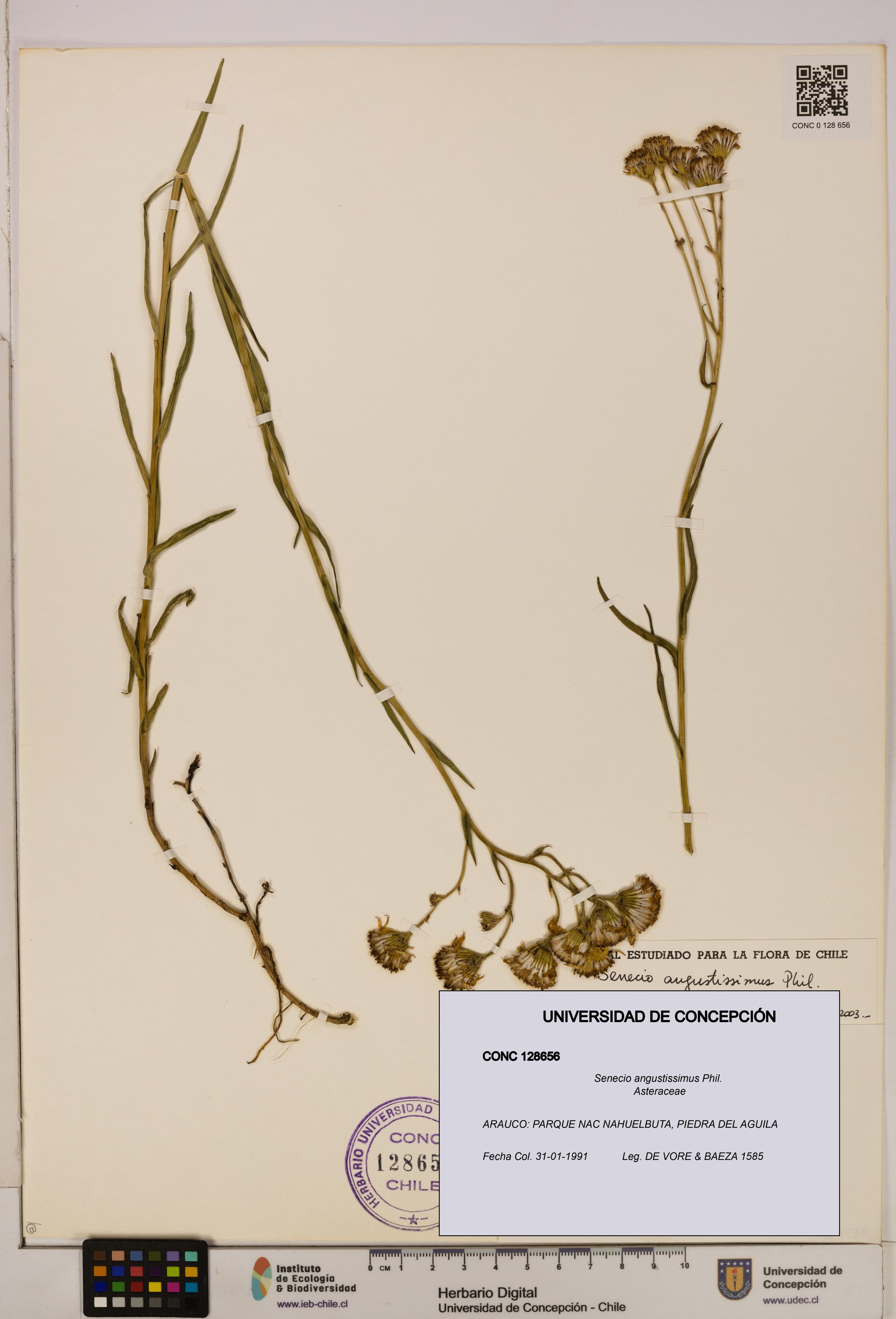 Senecio angustissimus [Espécimen: UDEC:CONC:0128656]