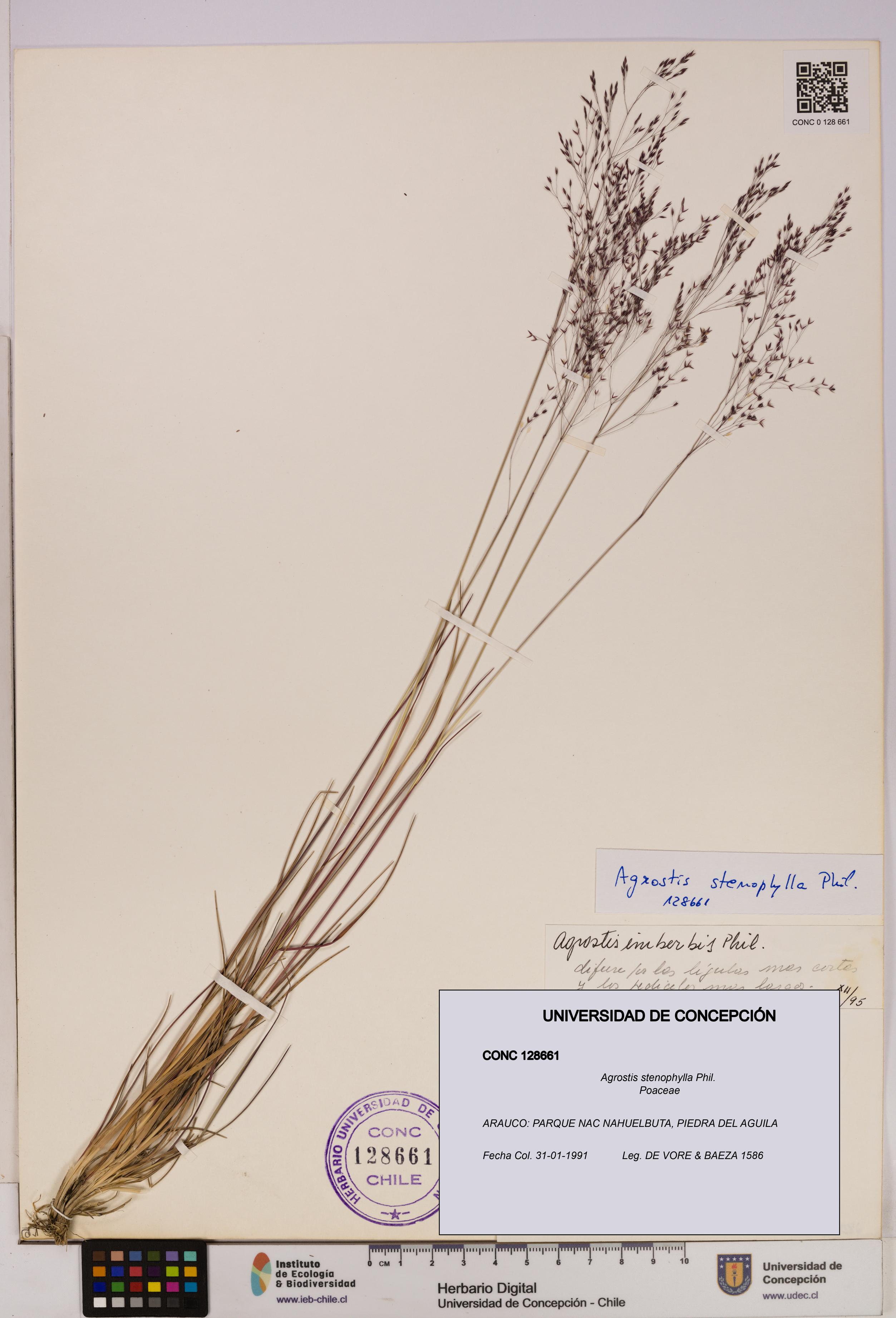 Agrostis stenophylla [Espécimen: UDEC:CONC:0128661]