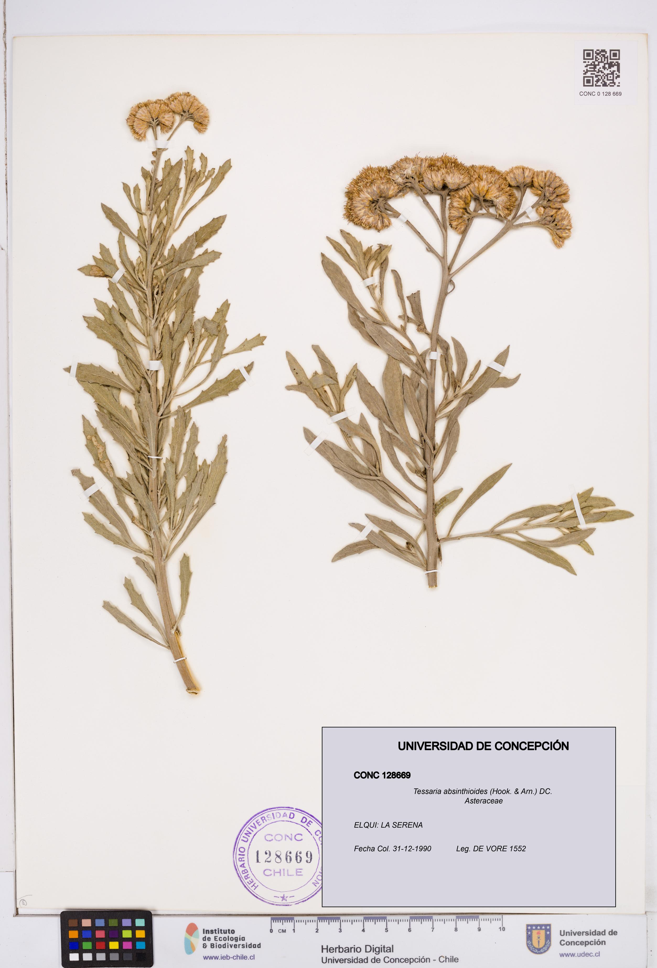 Tessaria absinthioides [Espécimen: ]