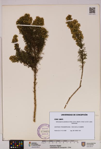 Ophryosporus paradoxus [Espécimen: UDEC:CONC:0128670]