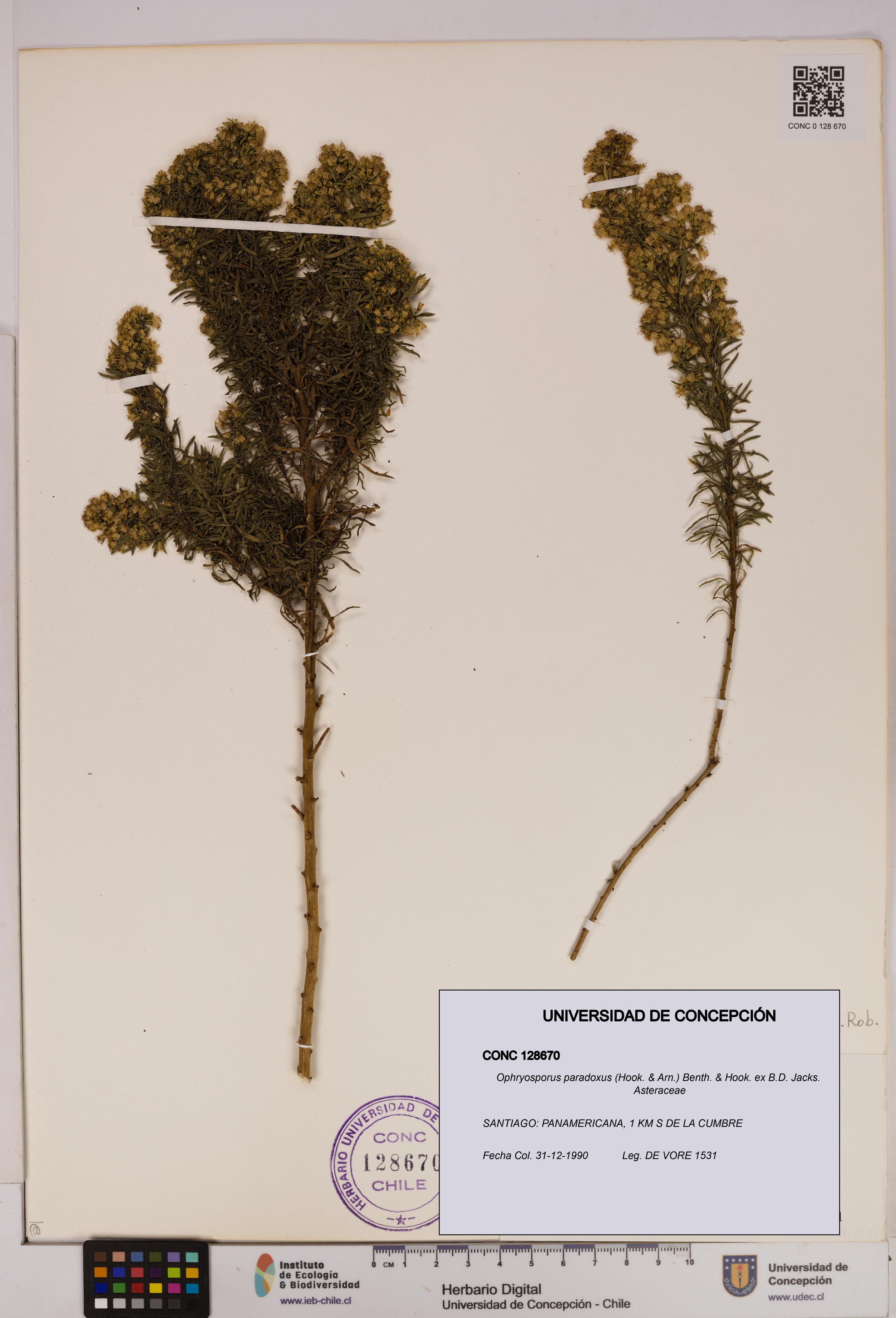 Ophryosporus paradoxus [Espécimen: UDEC:CONC:0128670]