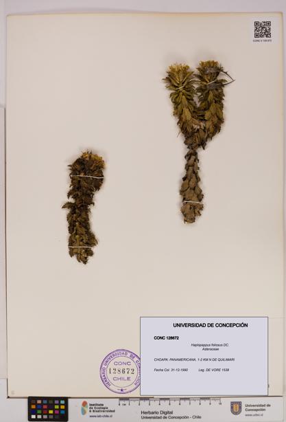 Haplopappus foliosus [Espécimen: UDEC:CONC:0128672]