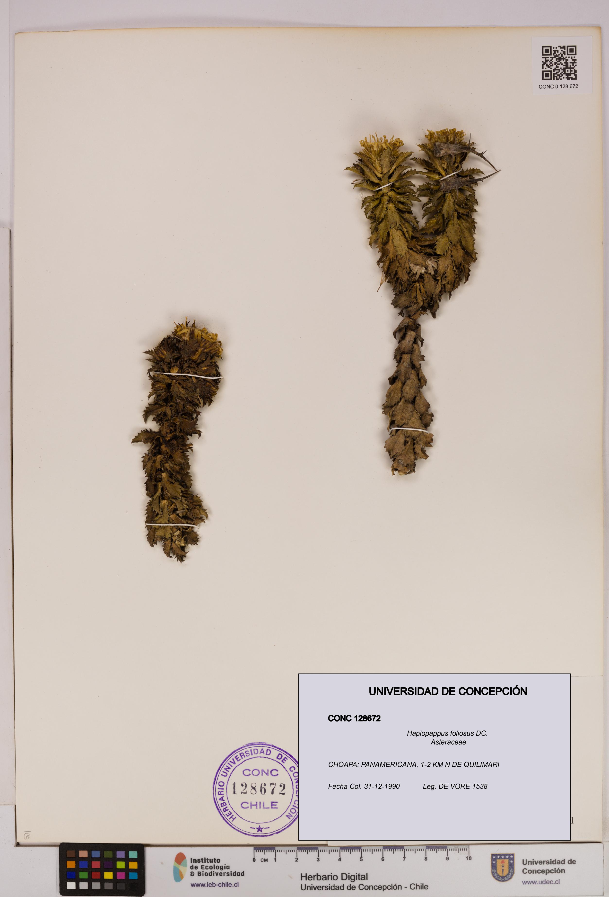 Haplopappus foliosus [Espécimen: UDEC:CONC:0128672]